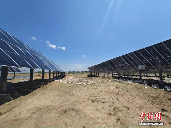 梅里斯达斡尔族区前平村:存栏10万只大鹅奏响乡村振兴“向天歌”