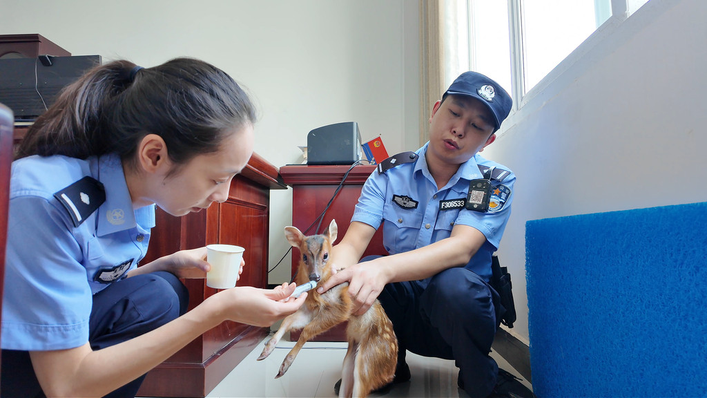 警民接力！国家保护动物麂子幼崽被成功救助