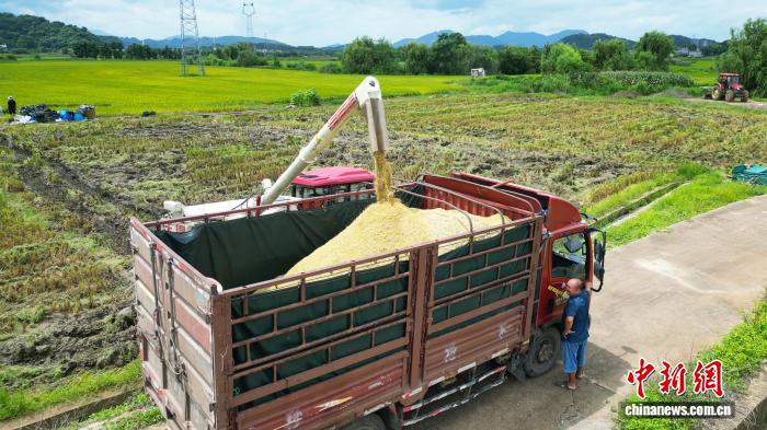 广西贺州67万余亩早稻迎丰收 科技赋能助力丰产增收