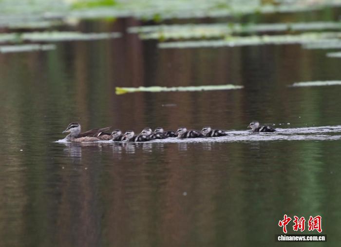 珍稀棉凫扎堆繁育 浙江湖州乡村荷塘迎拍鸟热潮
