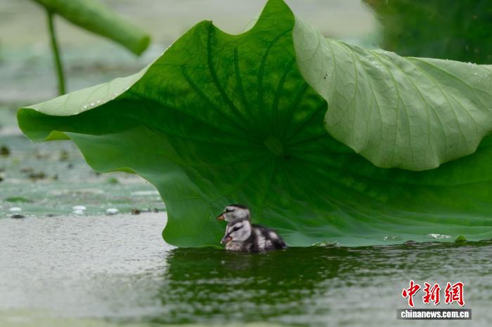 珍稀棉凫扎堆繁育 浙江湖州乡村荷塘迎拍鸟热潮