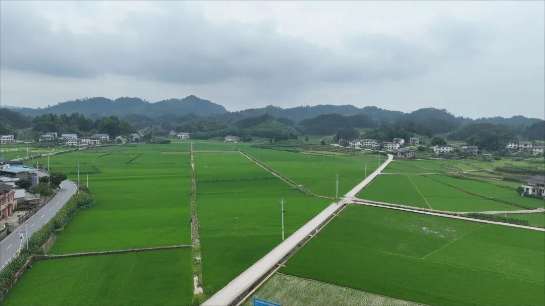 党建引领·村村有道 | 四领模式激活乡村共富动能 金花村集体经济提质增效