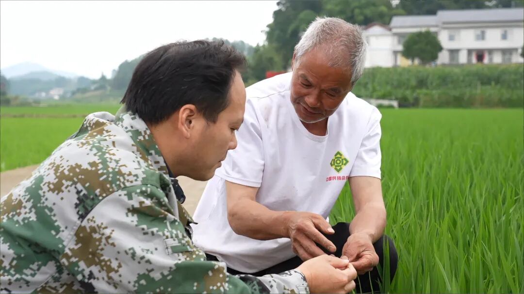 党建引领·村村有道 | 四领模式激活乡村共富动能 金花村集体经济提质增效