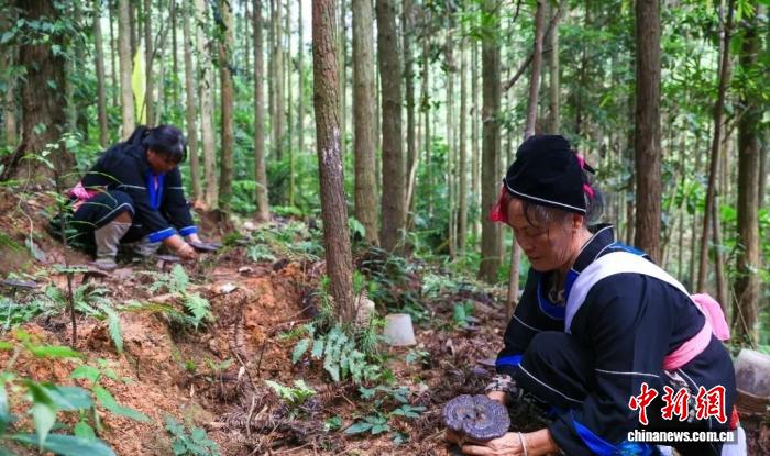 广东涡水镇:林下灵芝“点绿成金” 闯出富民新路