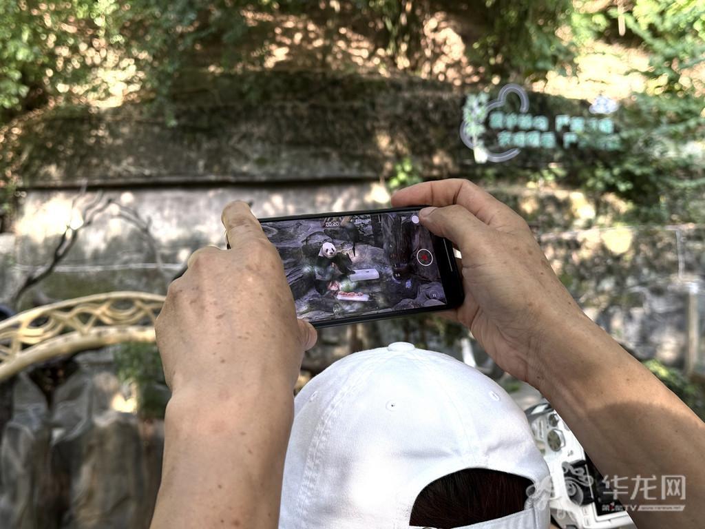 视频丨西瓜配冰块、泡澡戏水……重庆动物园为大熊猫、河马等动物巧制消暑“凉方”