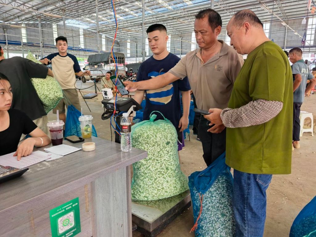 防灾减灾救灾一线见闻丨广西横州:风雨过后,茉莉花又开