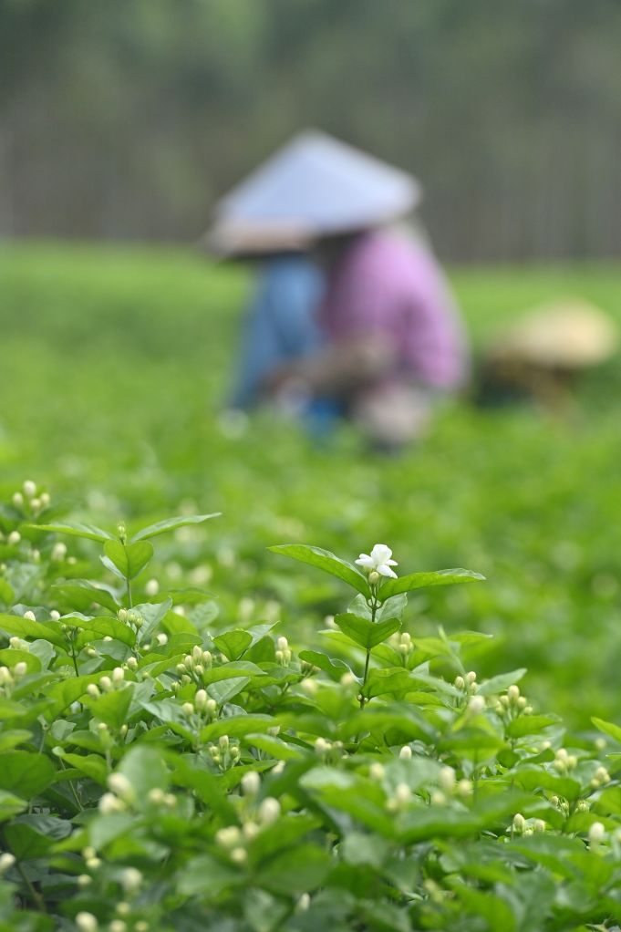防灾减灾救灾一线见闻丨广西横州:风雨过后,茉莉花又开