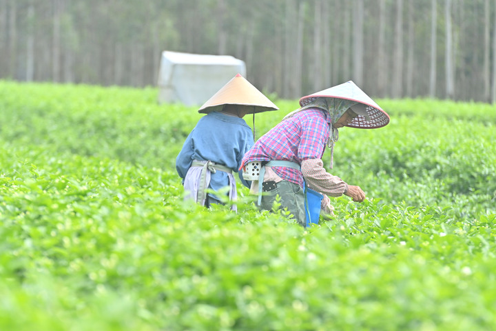 防灾减灾救灾一线见闻丨广西横州:风雨过后,茉莉花又开