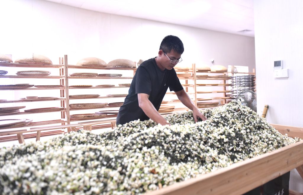 防灾减灾救灾一线见闻丨广西横州:风雨过后,茉莉花又开