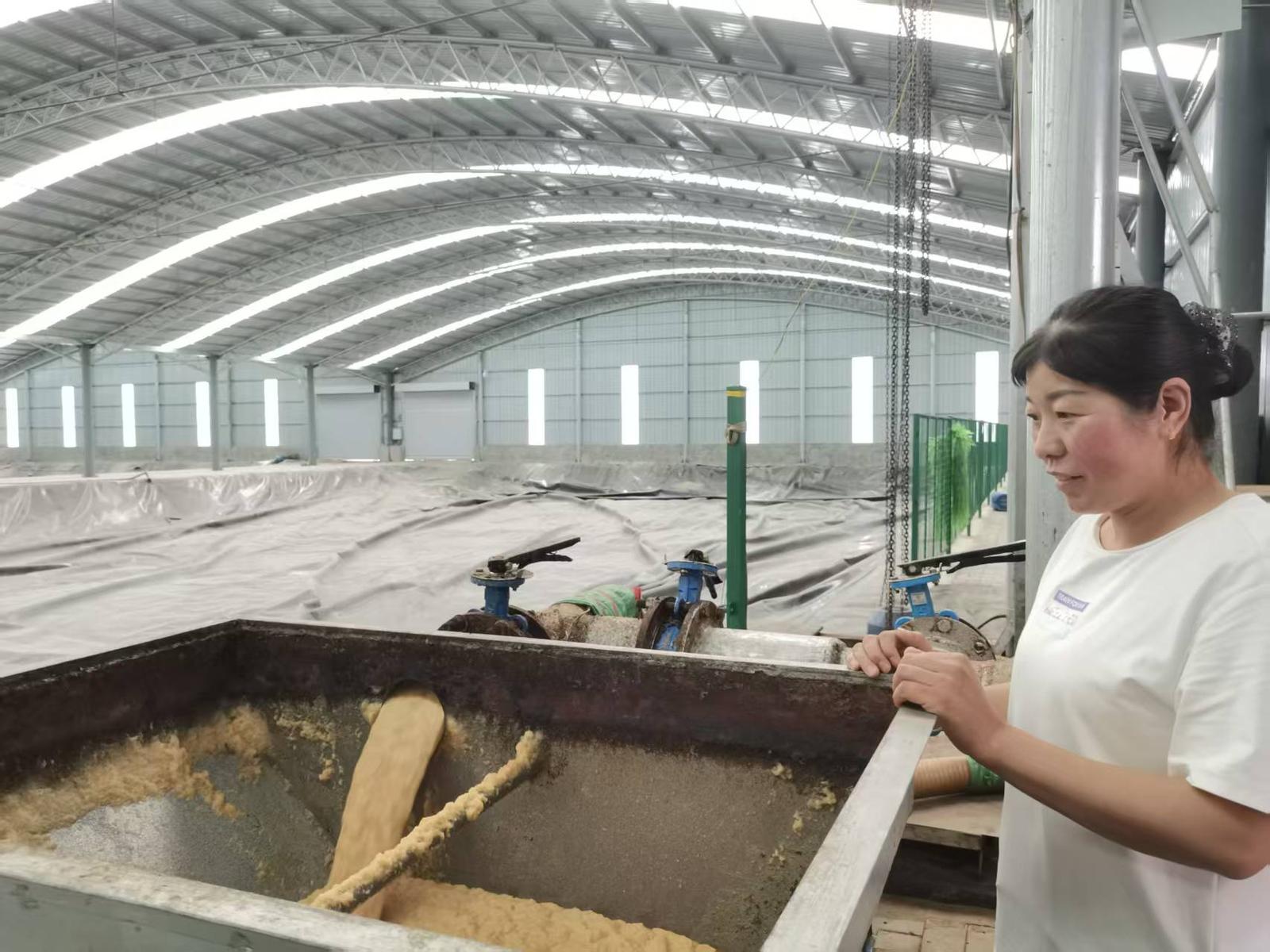 将污物变资源 化腐朽为神奇 固原废薯渣变牛羊美食