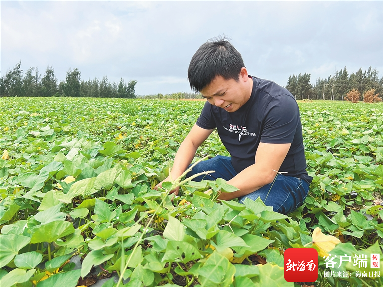 海南文昌铺前镇林梧村：引种板栗地瓜 推进产业振兴