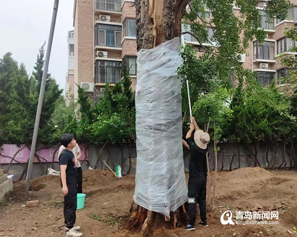 “抢救”青岛树龄518年银杏树 共盼001号俩月后“换新颜”