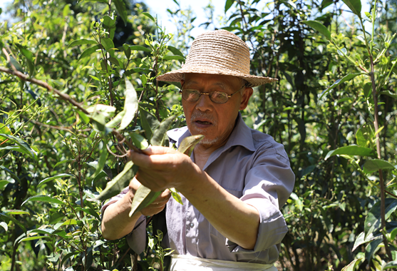 四川崇州：茶香飘出“致富经”