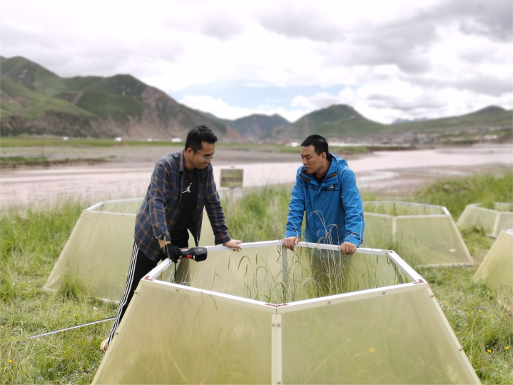 江源科考发现升温3摄氏度或将致高原植被退化