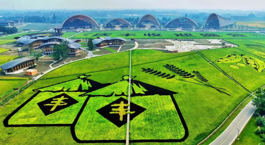 成都新津：天府农博园稻田画火出圈（组图）