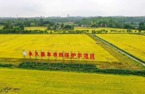 四川天府新区：秋收好“丰”景（组图）