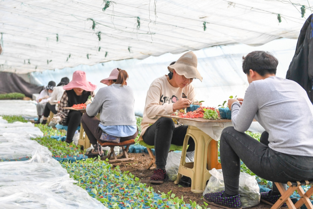 写在前面——吉林：“减肥控药”算好粮食安全“细账”