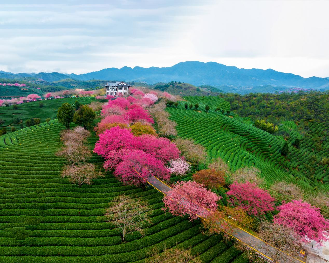 中央驻闽媒体闽西调研采访①丨漳平以花为媒 农旅融合赋能乡村振兴