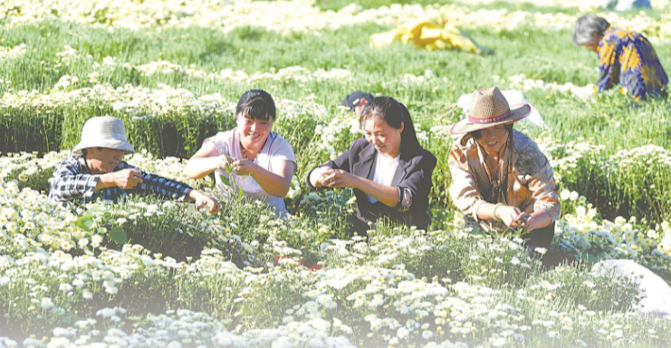 做好长三角“菜篮子” 在最“水灵”的时候遇见你