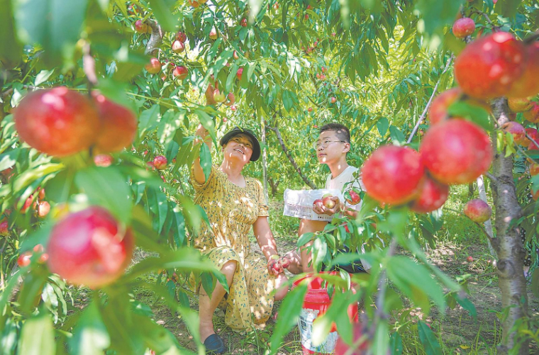 做好长三角“菜篮子” 在最“水灵”的时候遇见你