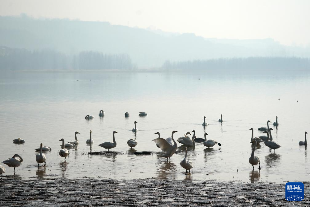 黄河湿地变身“天鹅湖”