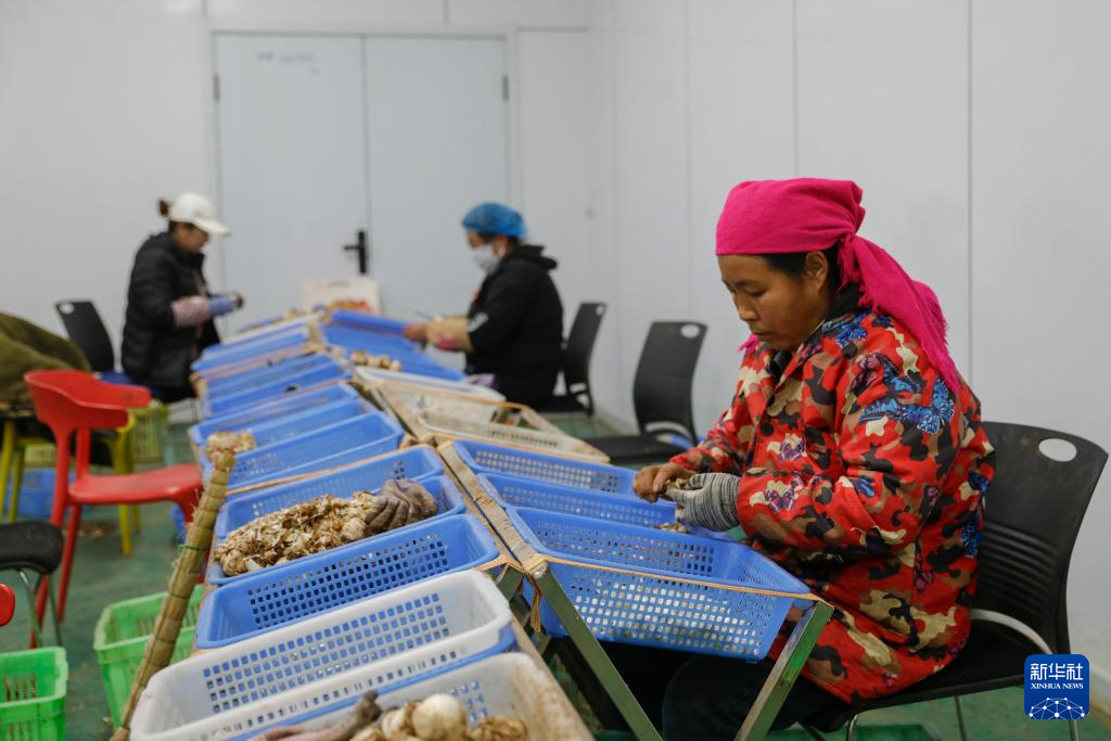 甘肃渭源:百合产业铺就乡村振兴路