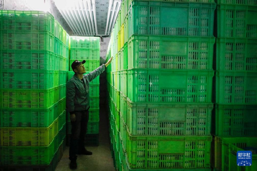 甘肃渭源:百合产业铺就乡村振兴路