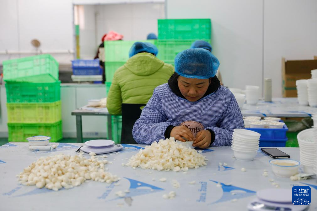 甘肃渭源:百合产业铺就乡村振兴路