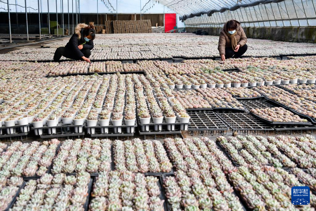 山东济南:“小多肉”助农创富增收