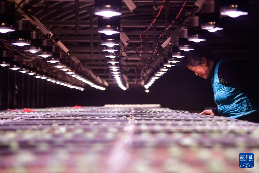 山东济南:“小多肉”助农创富增收