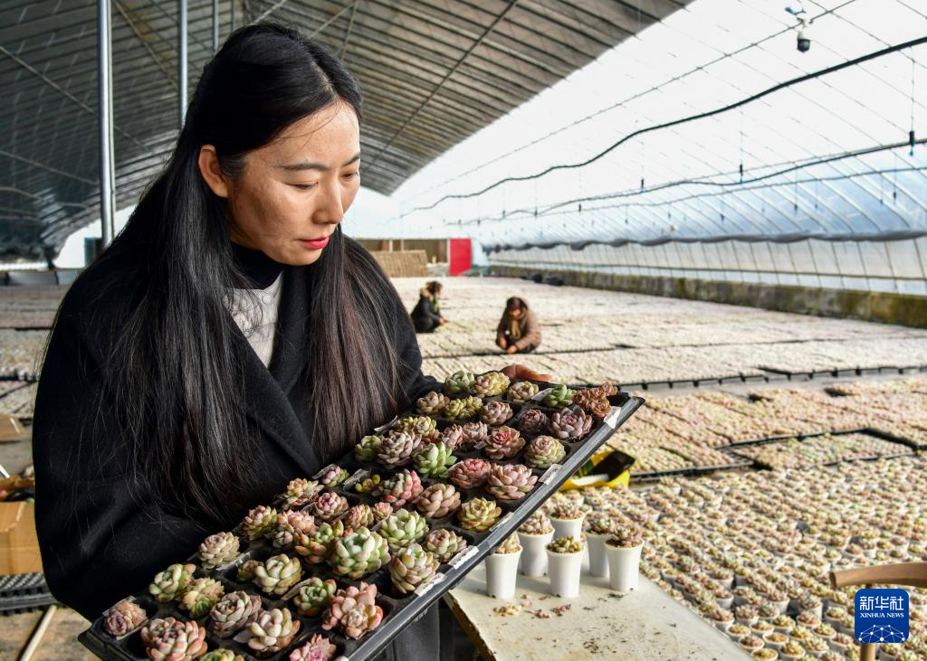 山东济南:“小多肉”助农创富增收