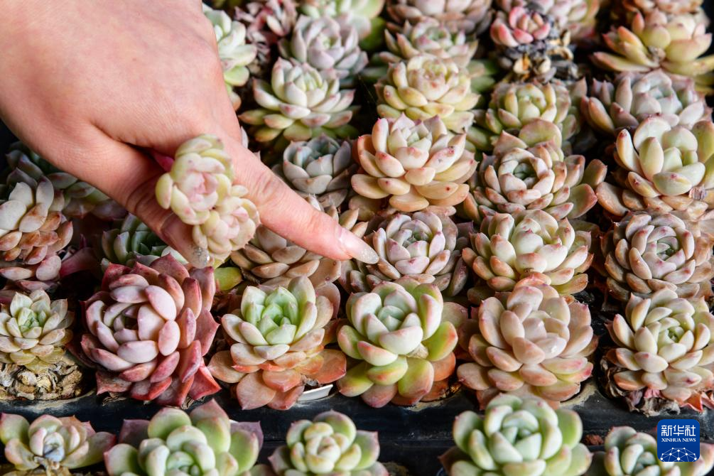 山东济南:“小多肉”助农创富增收
