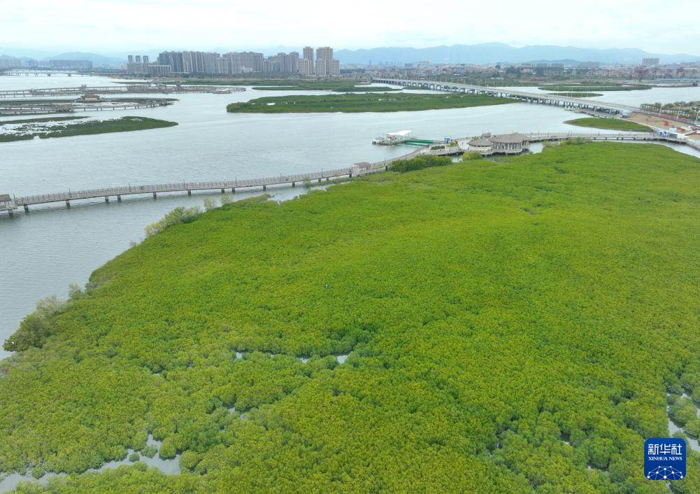 福建厦门：红树林构筑滨海绿色长廊