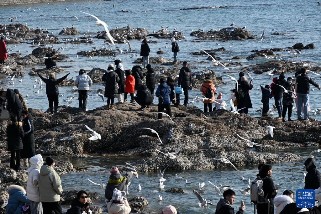 青岛：冬日邀您赏海鸥