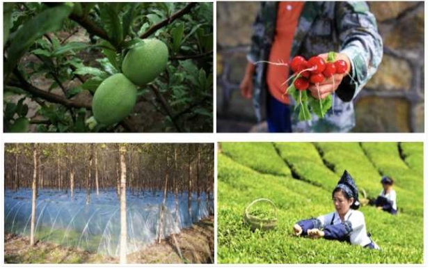 湖南中烟：脚踏沃野 筑梦乡村