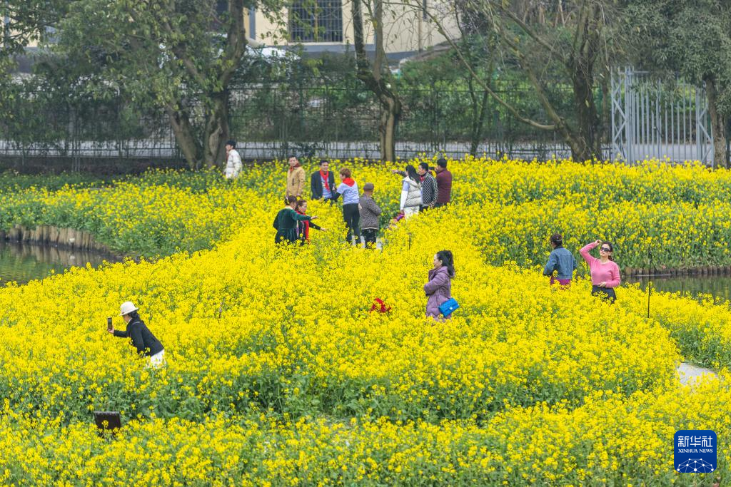 重庆：暖风微拂 花开大地