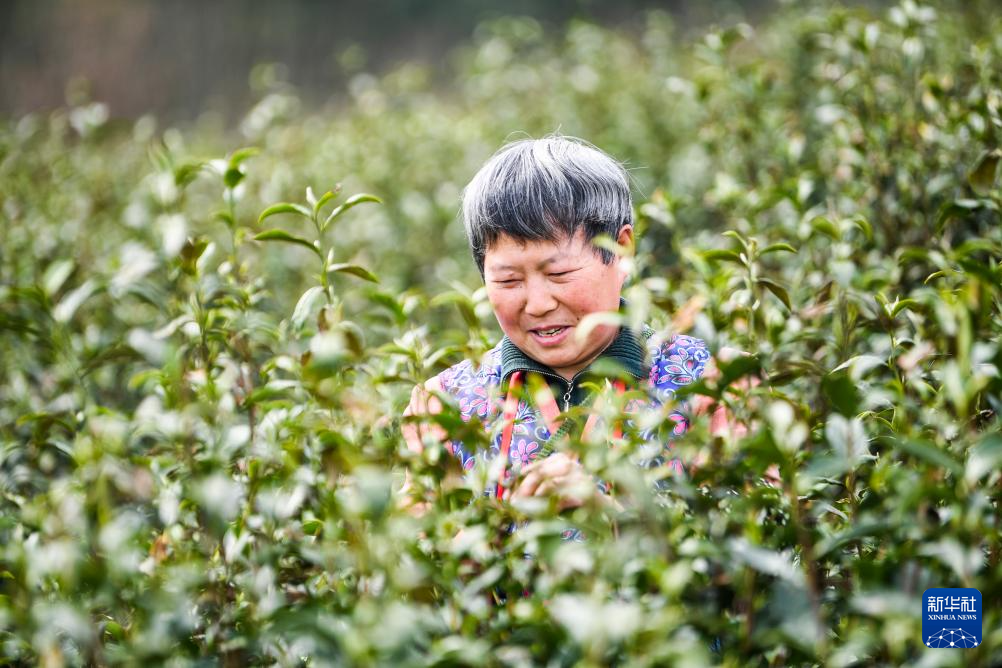 重庆奉节：春茶采摘正当时