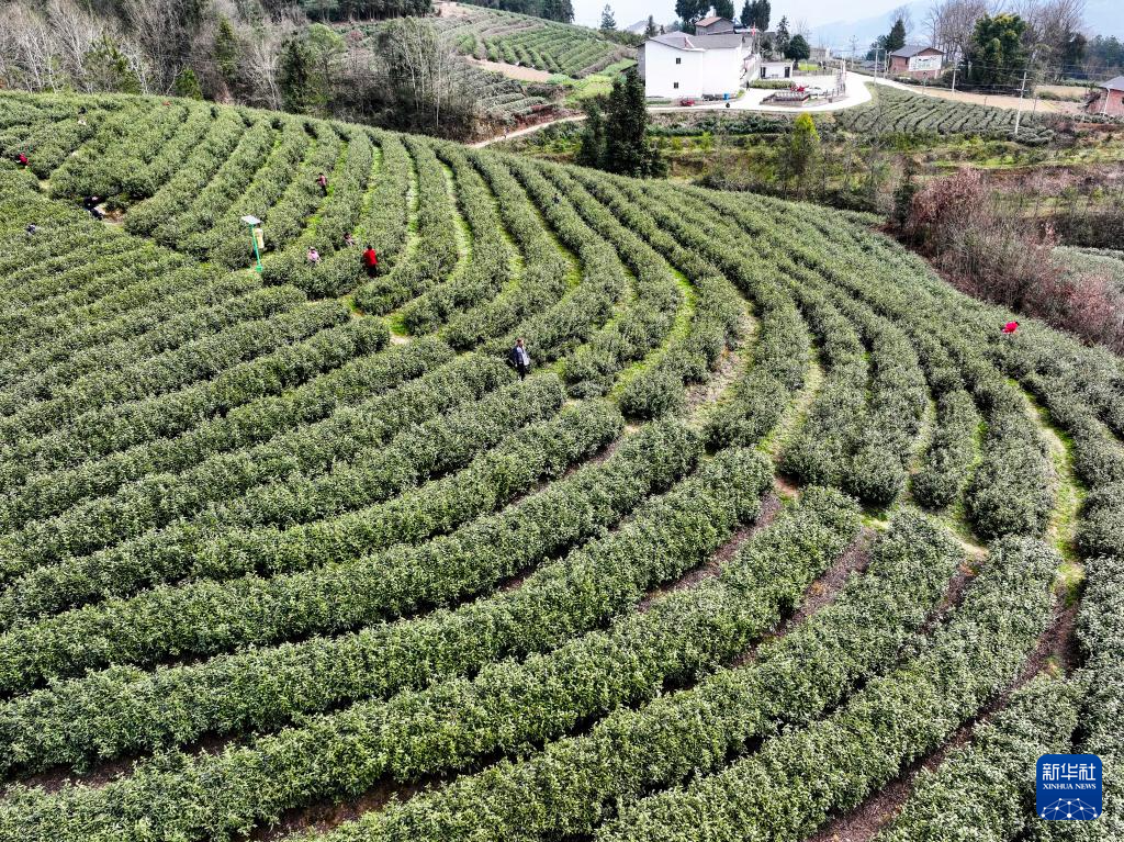 重庆奉节：春茶采摘正当时