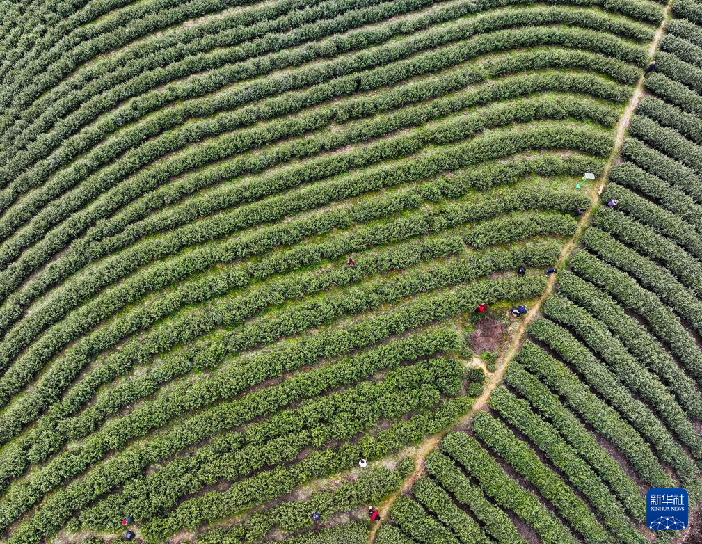 重庆奉节：春茶采摘正当时