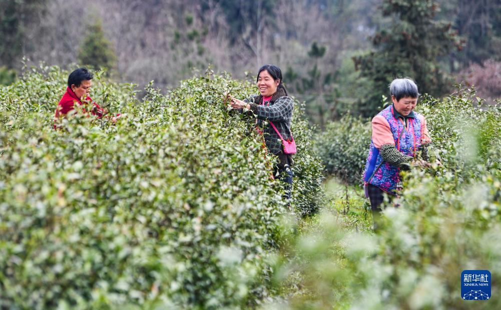 重庆奉节：春茶采摘正当时