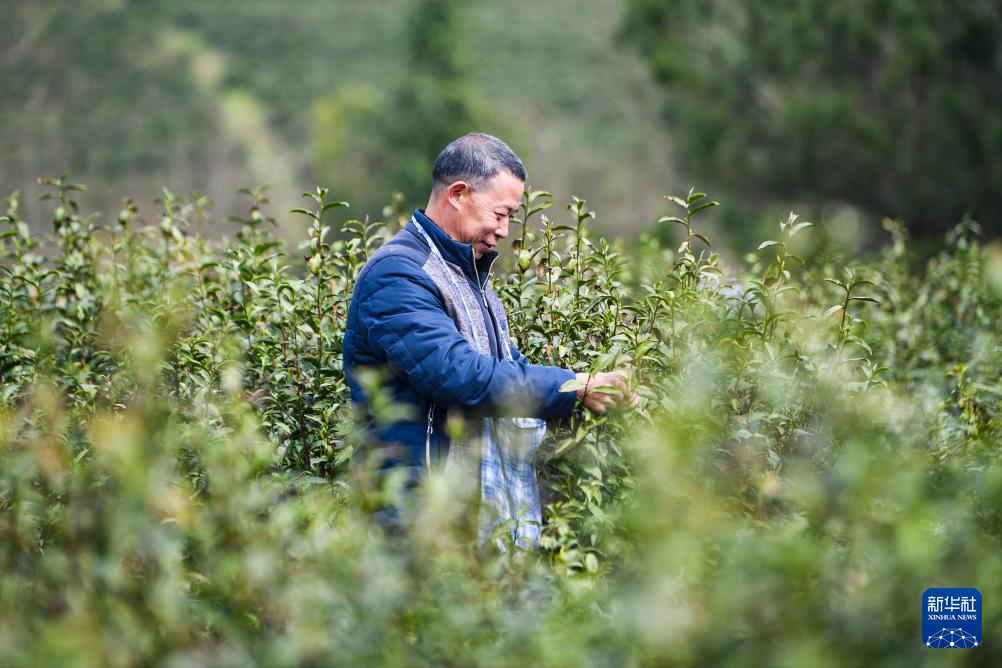 重庆奉节：春茶采摘正当时