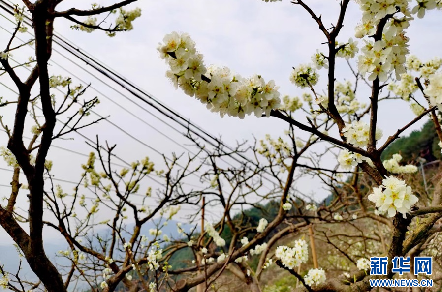 治山、治乡、治城 重庆一路“繁花”背后的生态故事