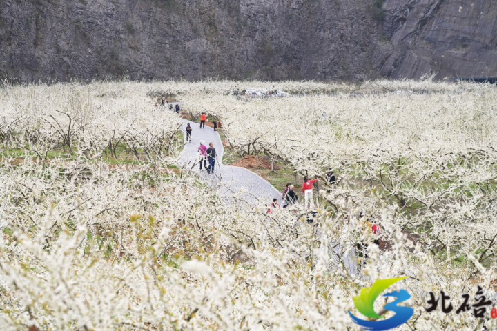 重庆北碚：以花为媒助力乡村振兴