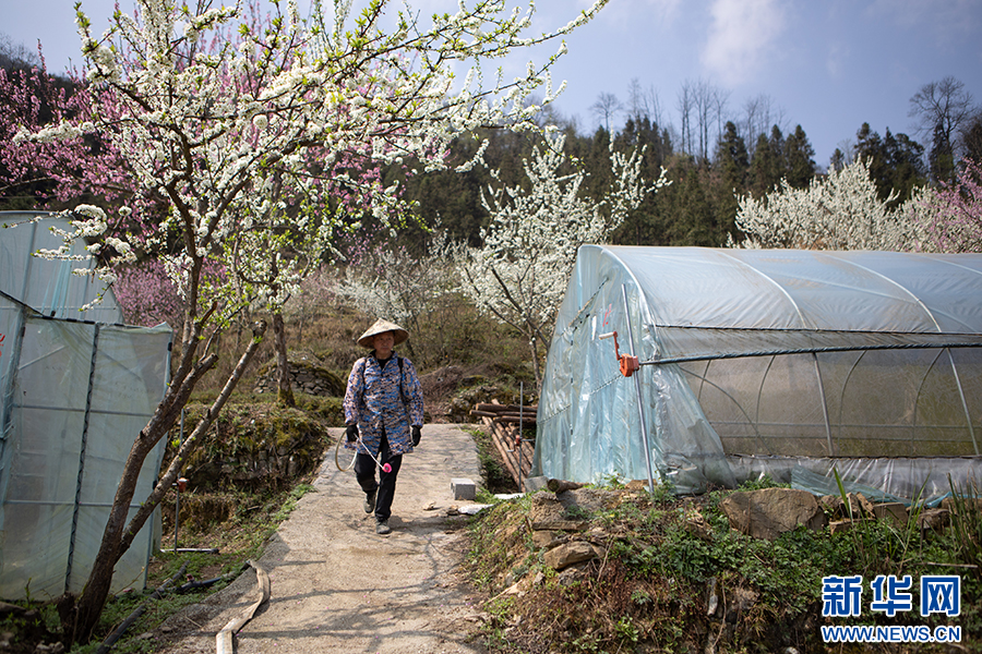 重庆秀山：管护椒苗助春耕