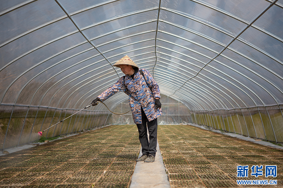 重庆秀山：管护椒苗助春耕