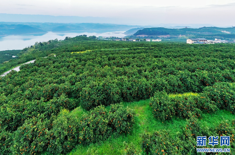 重庆忠县：三峡橘海硕果累累