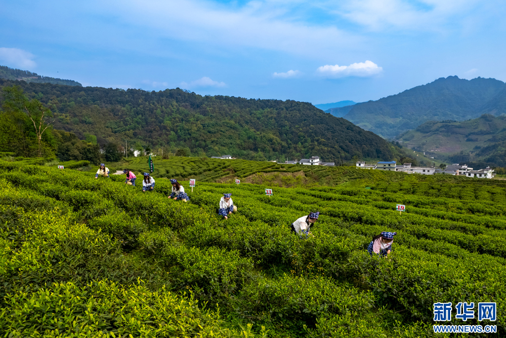 万千气象看云南｜云南绥江：高山茶园春茶香