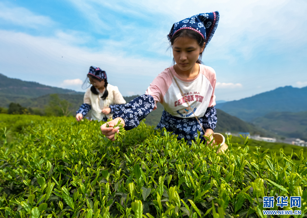 万千气象看云南｜云南绥江：高山茶园春茶香