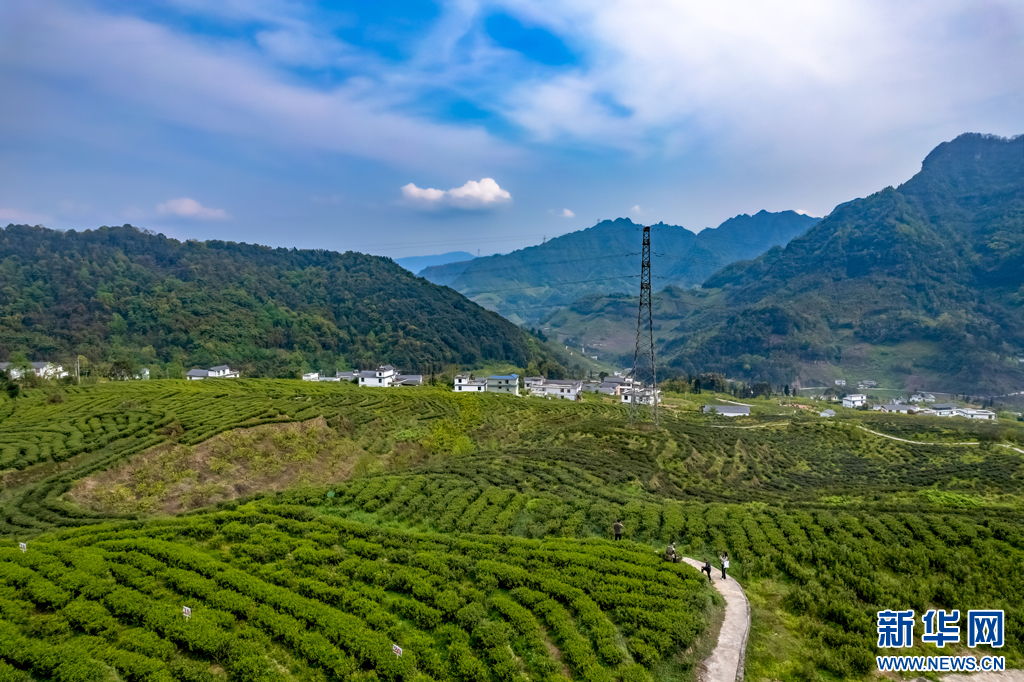 万千气象看云南｜云南绥江：高山茶园春茶香