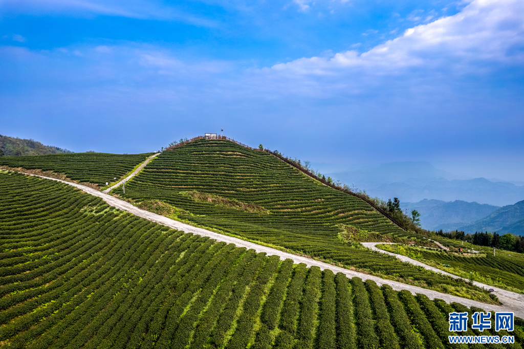 万千气象看云南｜云南绥江：高山茶园春茶香